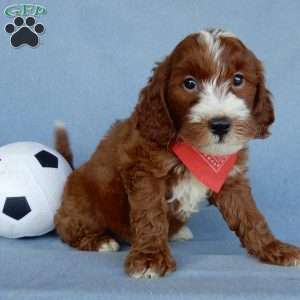 Bentley, Mini Goldendoodle Puppy